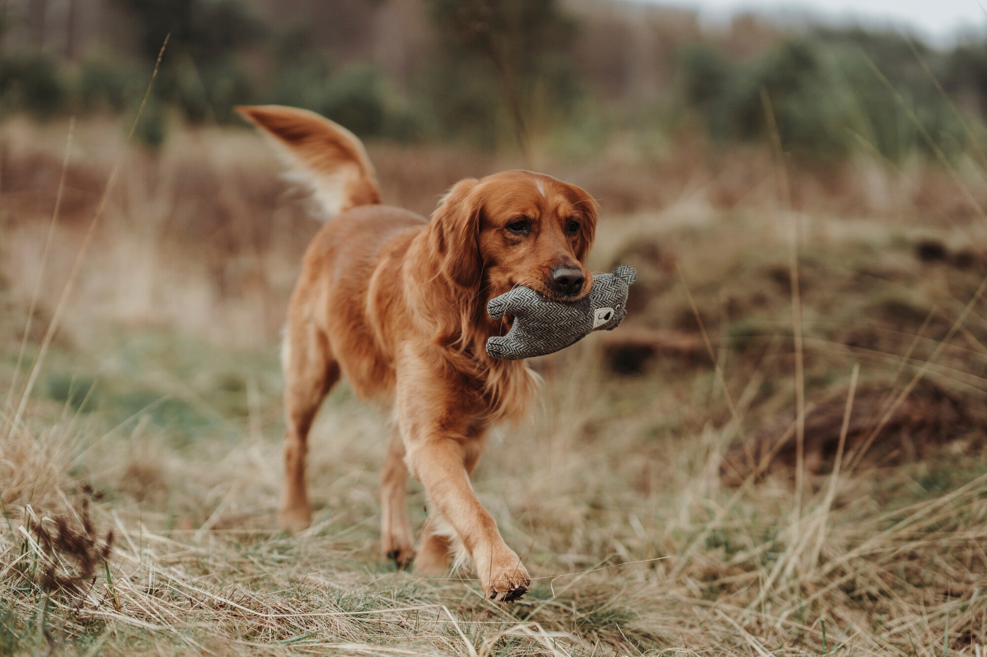 Dog hunting toys best sale