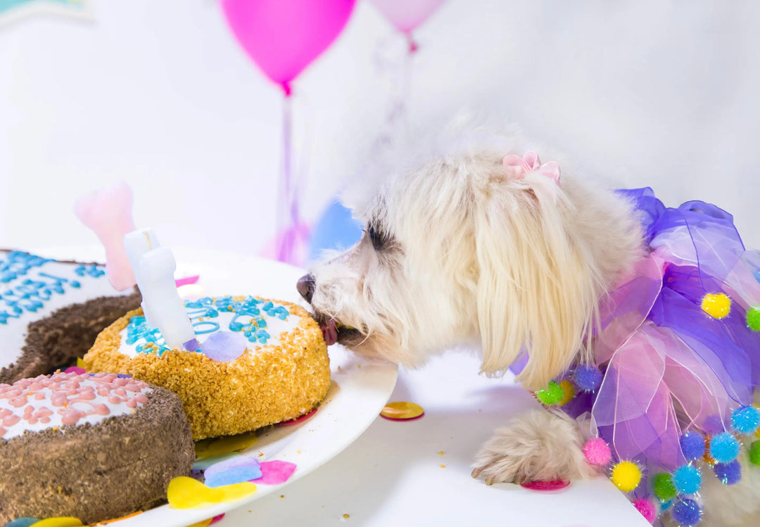 How to throw a dog B-Day pawty in 8 steps