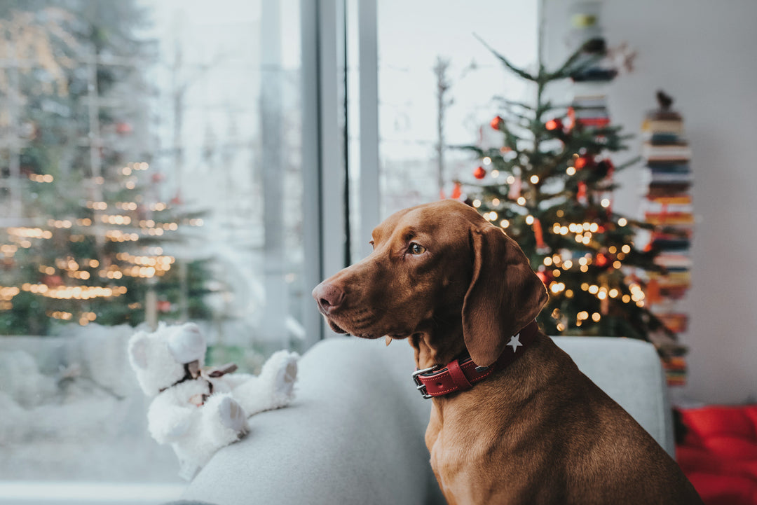 Keeping Your Dog Safe This Christmas: Holiday Tips for Pet Parents