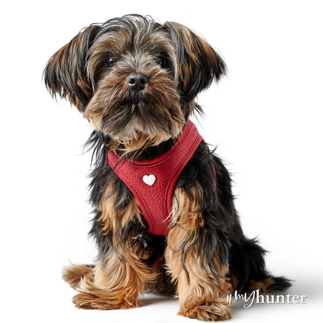 Feature Dog: The Adorable and Energetic Yorkshire Terrier