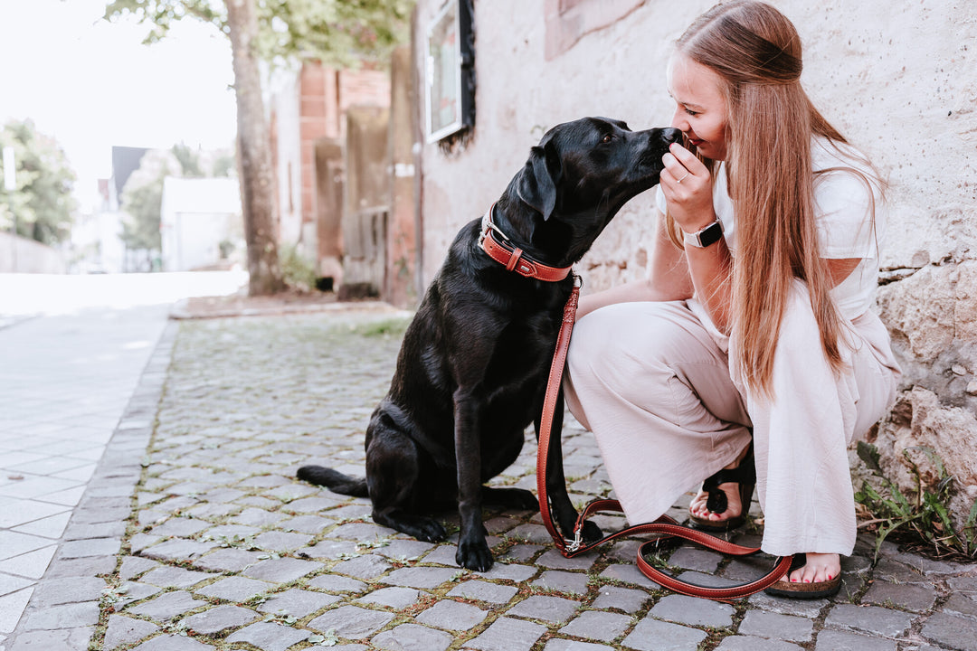 Why the Labrador Retriever is the Perfect Family Dog