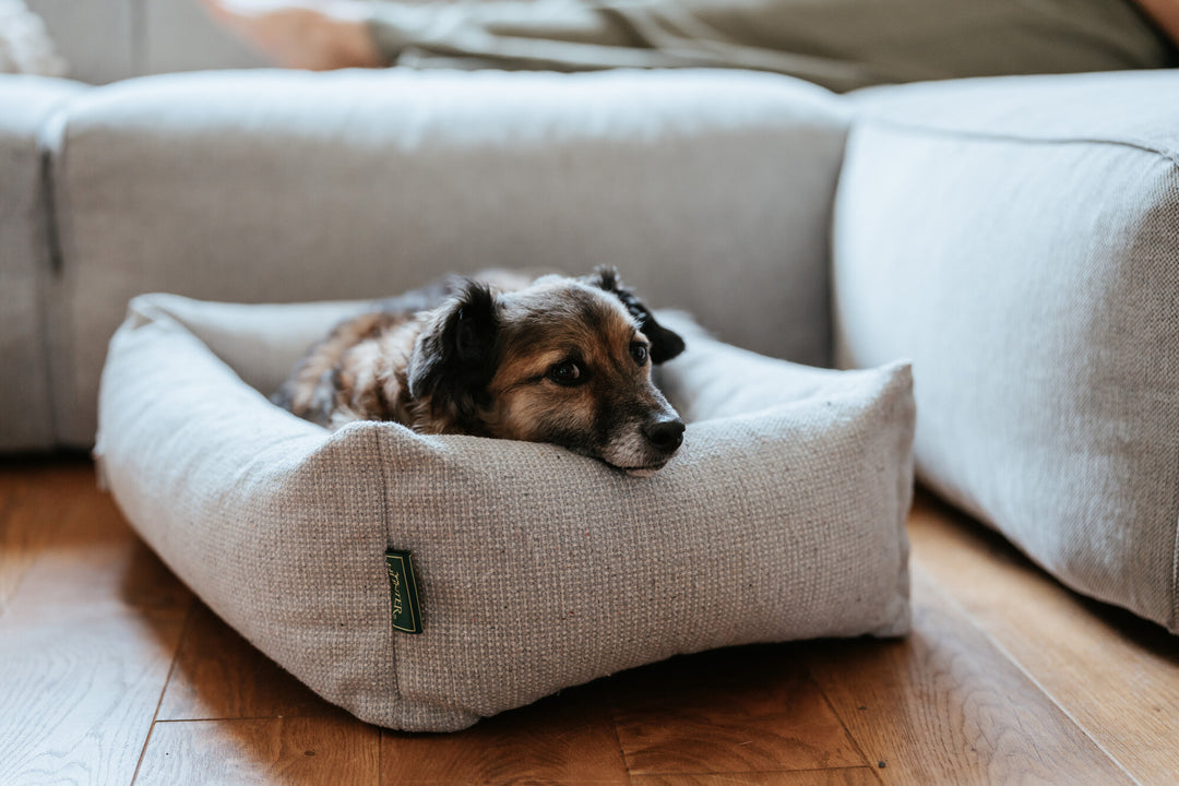 How to Deal with Dog Separation Anxiety