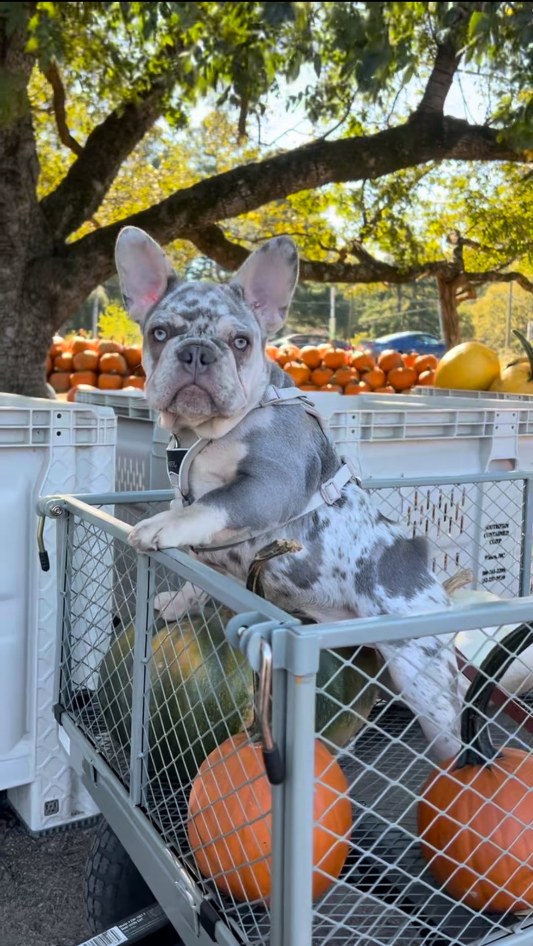 How to Celebrate Halloween with Your Dog: Safety Tips