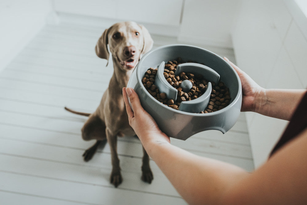 Why some dogs eat too fast? – Hunter Pet Store