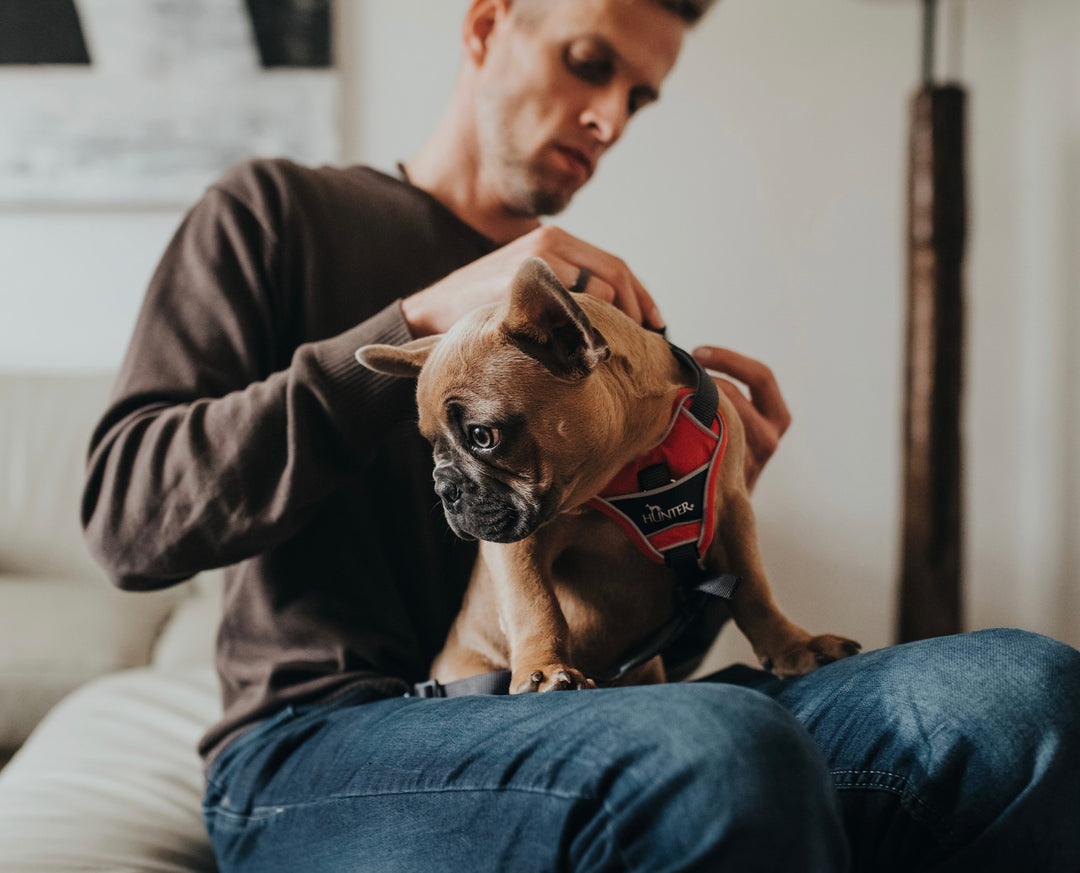 French Bull dog puppy with harness