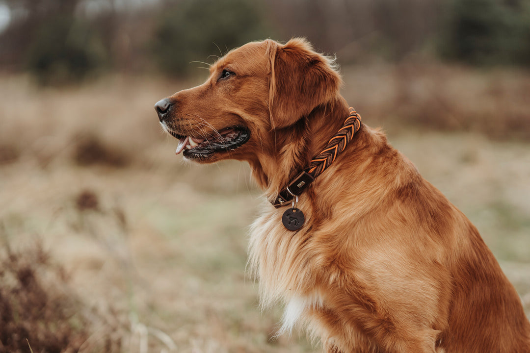 red golden retriever with hand-braided collar