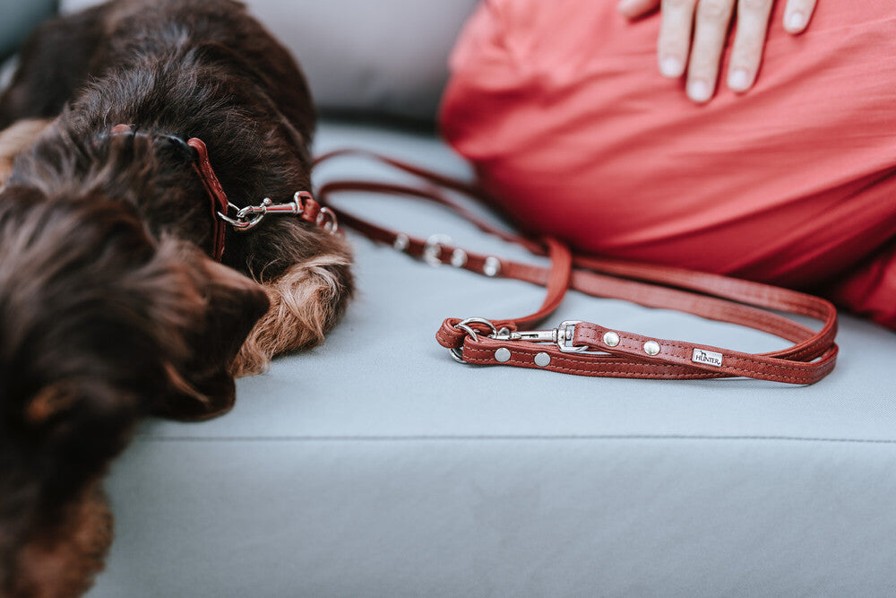 CANADIAN UP Petit Adjustable Leash - Hunter Pet Store -versatile training leash for dogs -3-fold adjustment -with premium leather from ecological and socially responsible production -particularly soft and supple feel -noble and luxurious - for highest demands -made in Germany