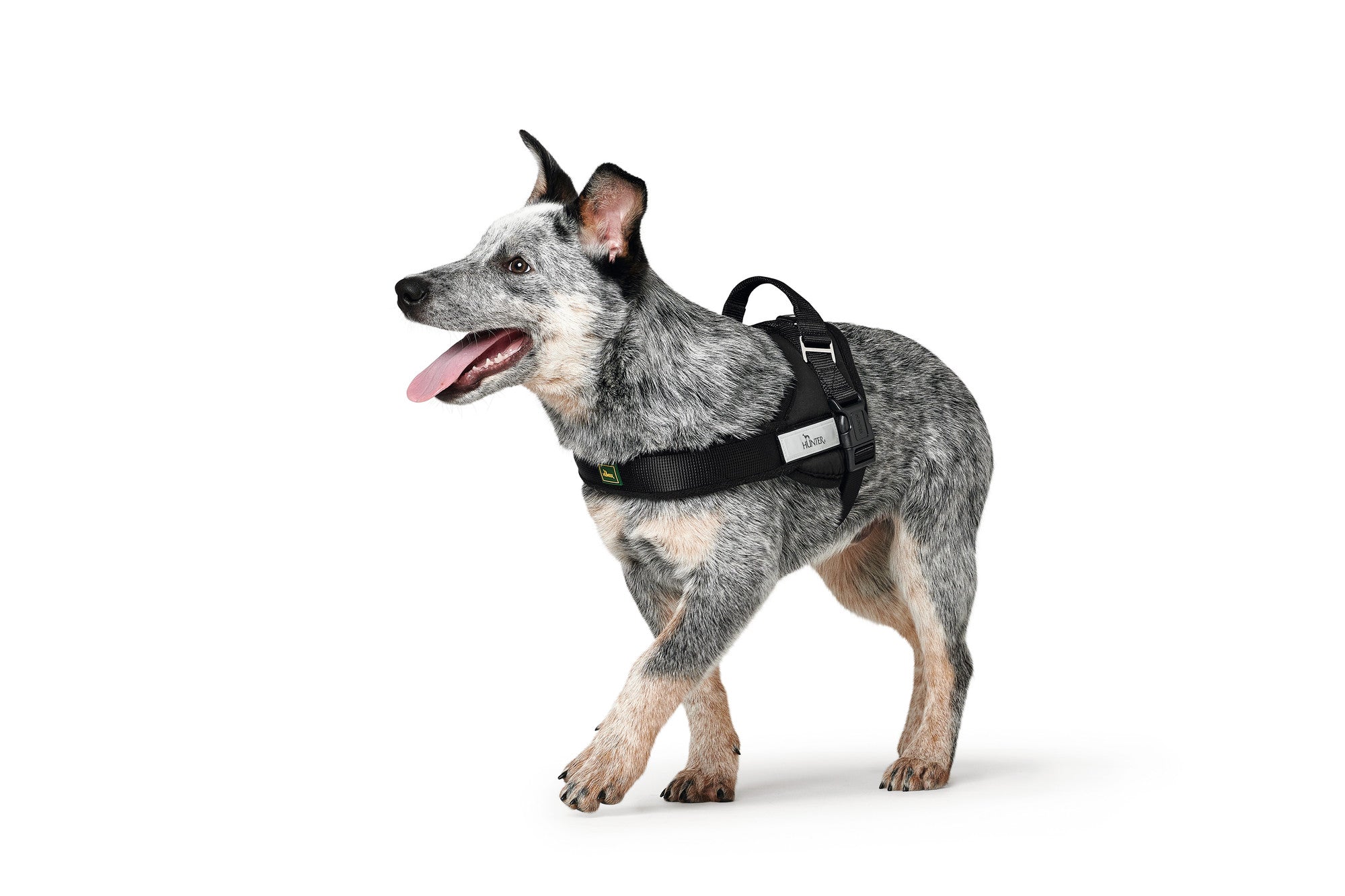 Norwegian dog harness hotsell