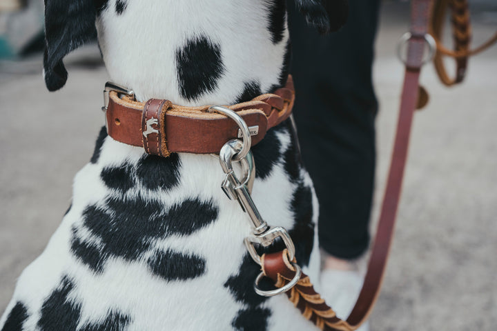 Solid EDUCATION Chain Collar - Hunter Pet Store -Collar for leisure activities (not for training purposes!) -With handmade and interlinked leather elements -Special design provides pleasant, light tug damping at the dog's neck -Made in Germany