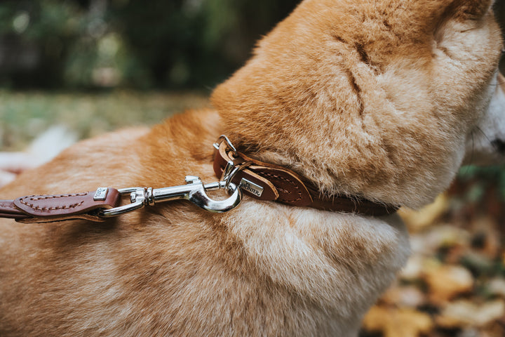 R&S Collar - Hunter Pet Store -made of soft cowhide nappa leather -rounded shape also suitable for long-haired dogs -pull resistant nylon liner