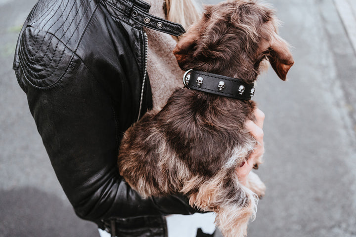 TIJUANA Collar - Hunter Pet Store -classic collar, universally useable -particularly tough and hard-wearing leather -with decorative skull trim -with leather key ring -made in Germany