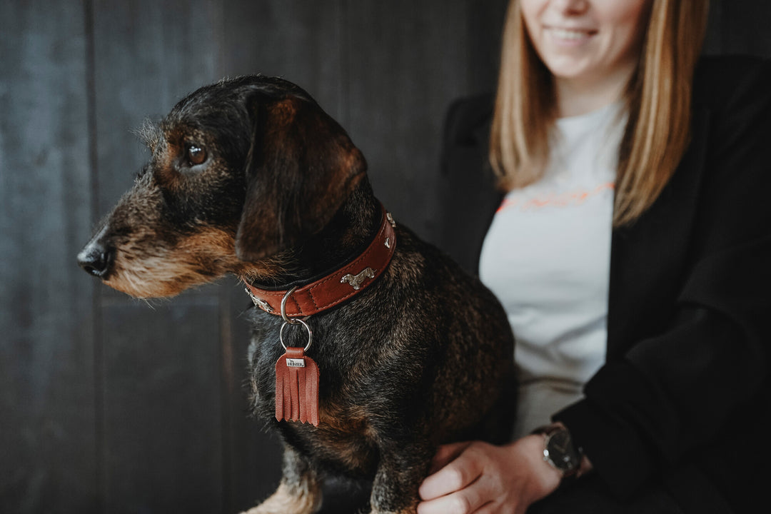 MÜNCHEN Dachshund Collar