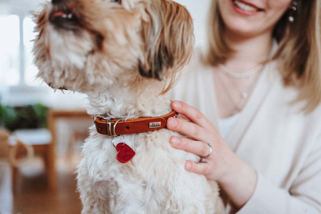 AALBORG Hearts Collar