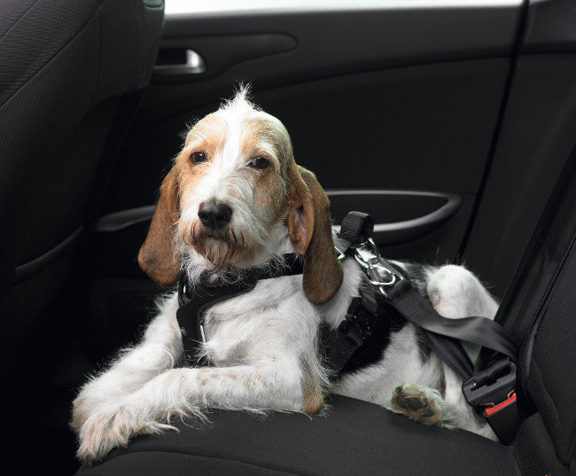 Dog Seat Belts and Safety Harnesses